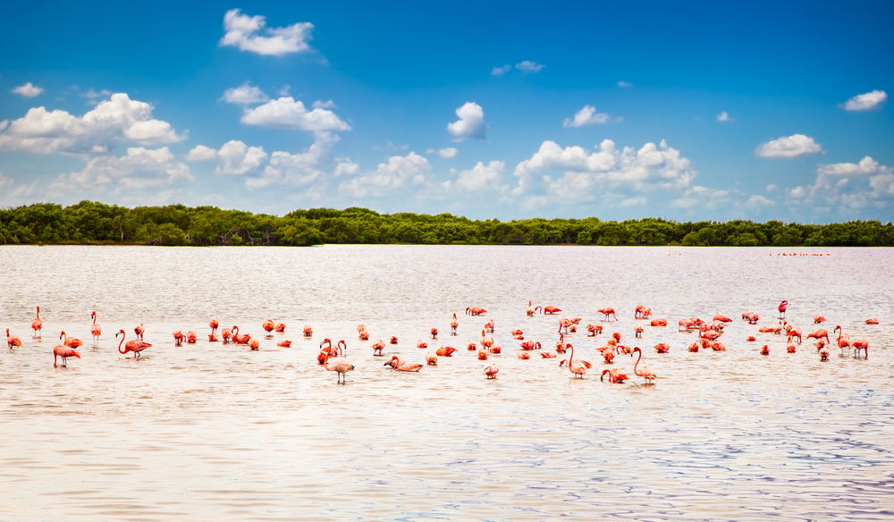 Flamingi w Meksyku